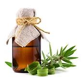 Tea Tree Oil