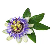 Passion Flower