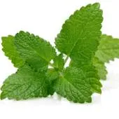 Lemon Balm