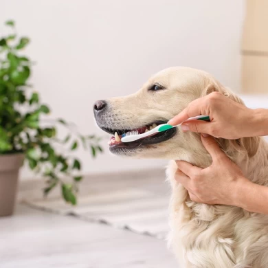 Benefits of dog teeth cleaning