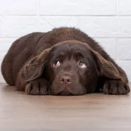 10 Signs Your Dog Might Be Stressed