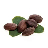 Jojoba Seed Oil